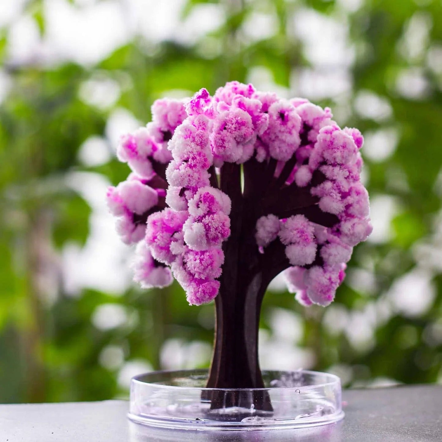 Magic Sakura Tree crystal growing Kit